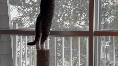 Kitty's First Snowfall