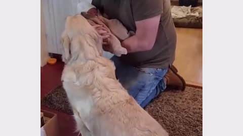 funny dog