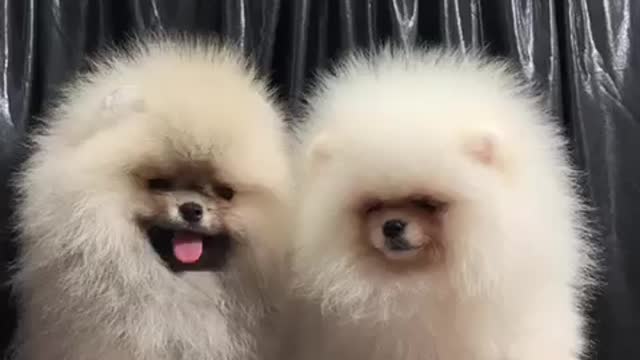 Pomeranian spitz nain