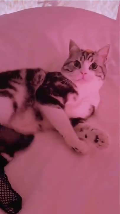 Cats and dogs _ cats meowing _ cats funny videos #shorts