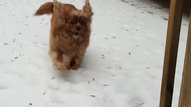 Bentley and Molly in the Snow today