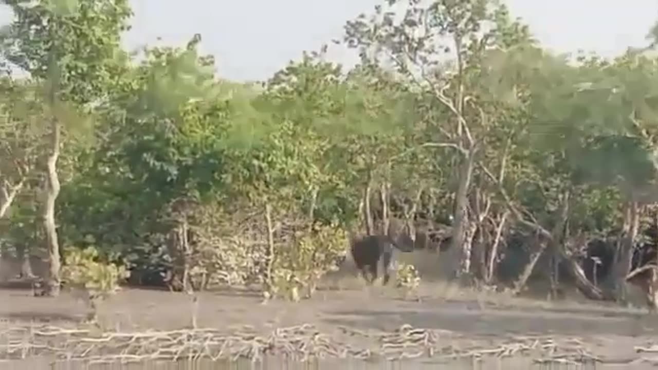 Royal Bengal Tiger Swim to Cross the River