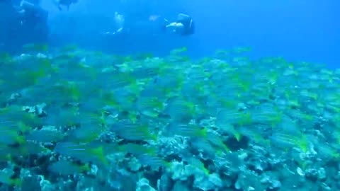 Bluelined Snapper School