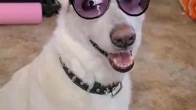 Cool Dog Wearing Shades