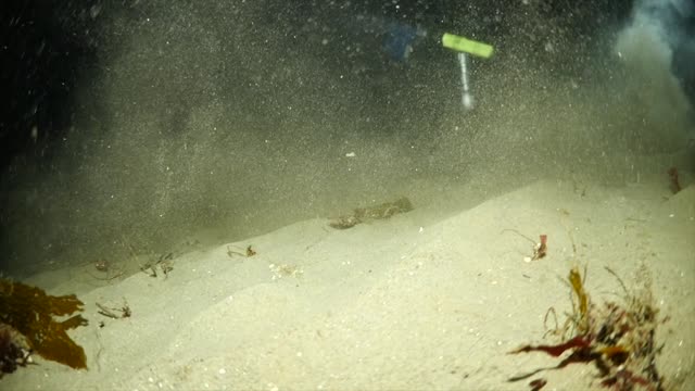 Red Octopus Face Off with a Swimmer Crab