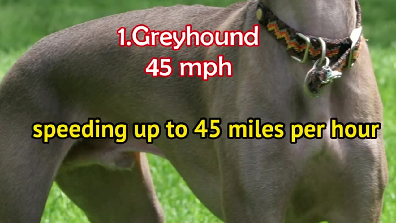 Greyhound vs Cheetah- Which is faster #shorts #shortsvideo #viral #fastest animal #cheetah #dog