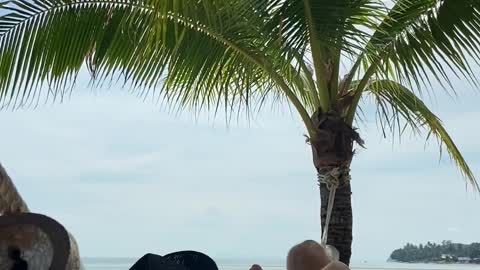 Relax under the palm trees on the beach