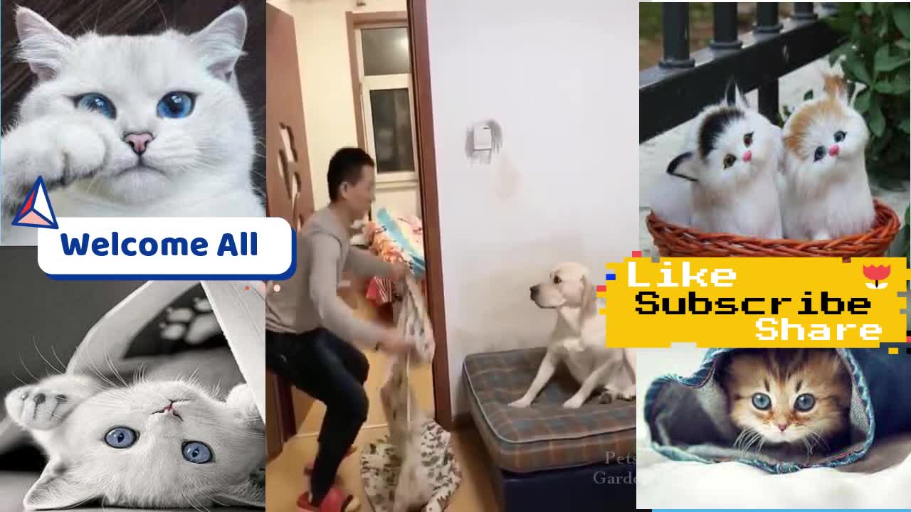 Fun and cute cat and dog/relax time with funny animals/love and joke