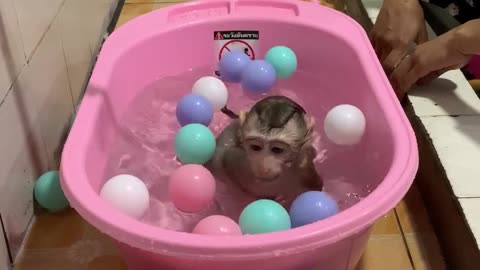 Funny Monkey