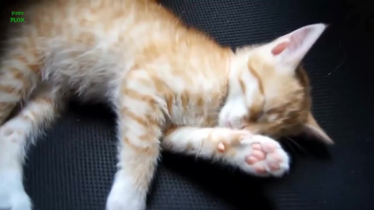 cat and kitten meow compilations