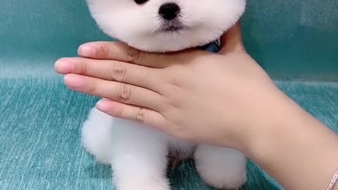 # Record the good life # of pet Here comes the cute guy again