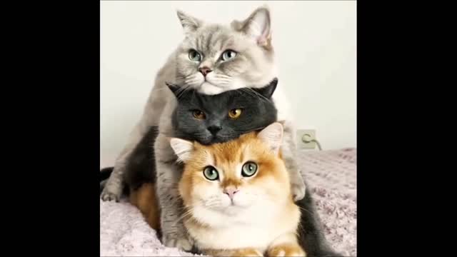 Funny Cats Tower🐱🤣😂