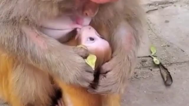 monkey puppy sucking on the mother