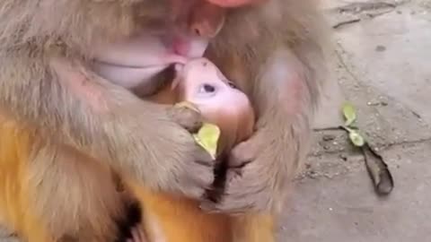 monkey puppy sucking on the mother