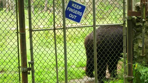 Beautiful Black Bears Walking In Wildlife Conservation