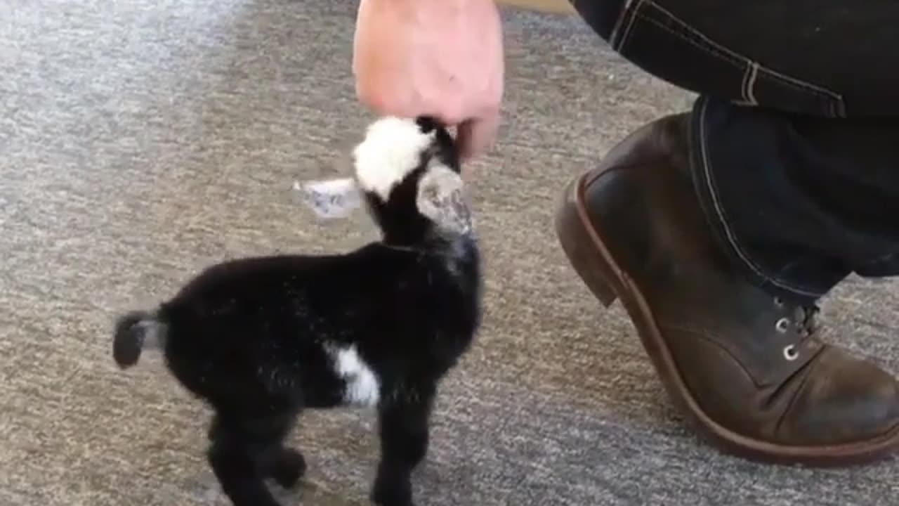 Clingy little lamb（funny）