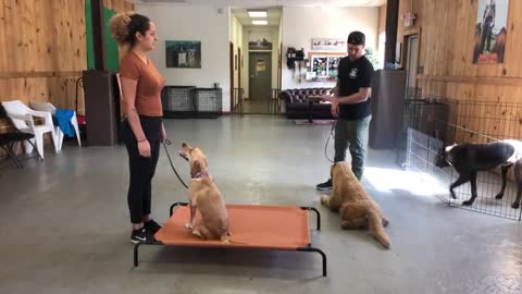 How to train dog