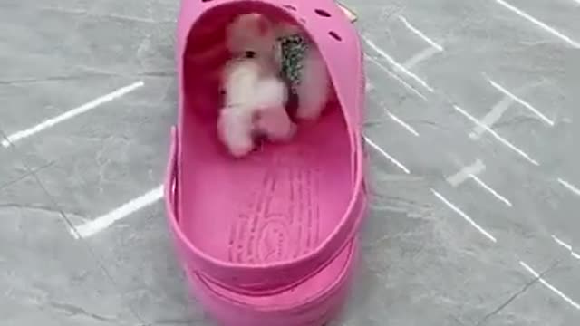 Mini Cute Pomeranian Boo Dogs Funny Tiktok Videos