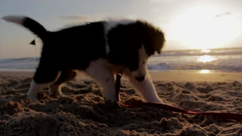 a Dog playing in the beach