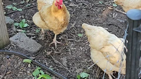 OMC! Orpington hens hanging out! 🐔🐔🐔 #chickens #orpington #hens #backyardchickens #shorts #loop