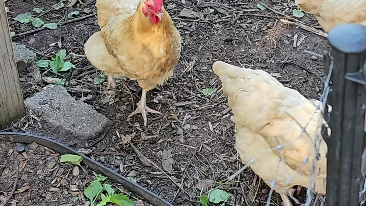 OMC! Orpington hens hanging out! 🐔🐔🐔 #chickens #orpington #hens #backyardchickens #shorts #loop