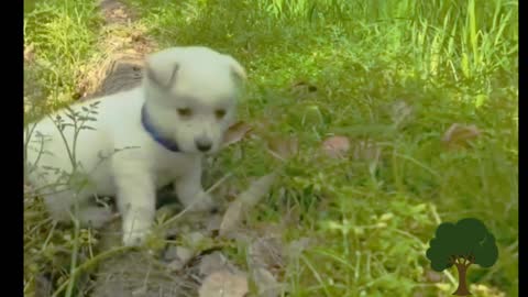 Happy puppy 💜 playing ,Too much cuteness to handle ☺️