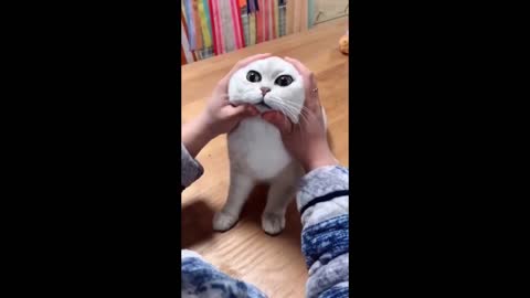 Funny cats are hilarious!