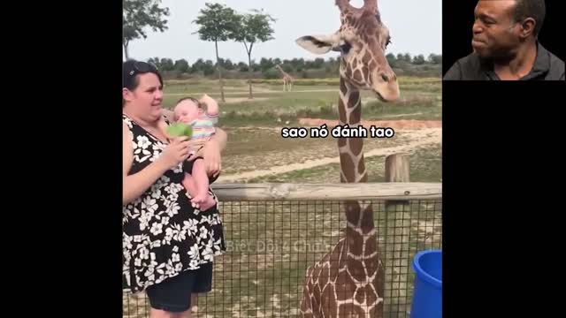 Little Baby vs Giraffe battle