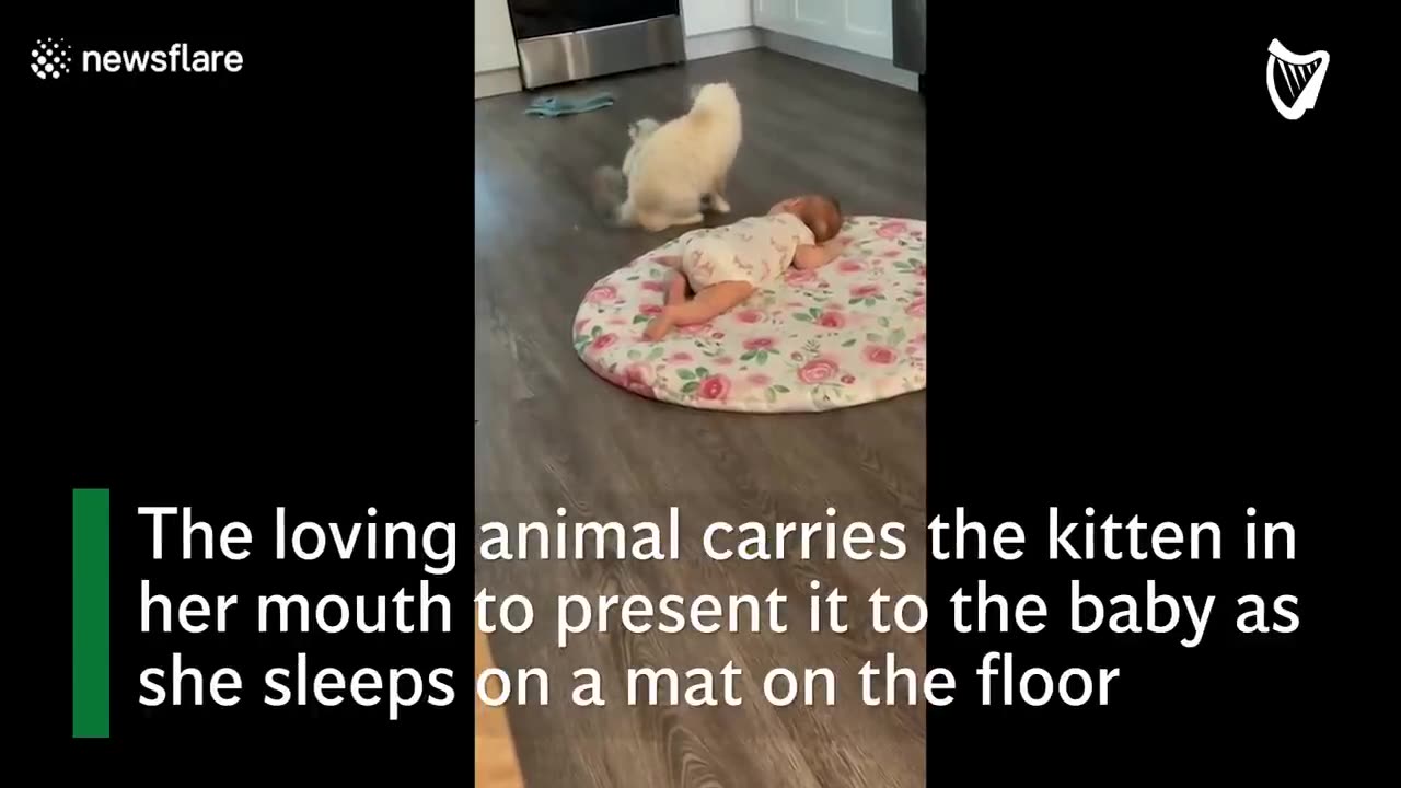 Moment mother cat tries to introduce kitten to family baby(720P_HD)