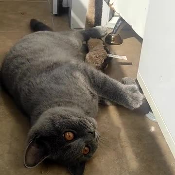 Cat Wiggle Wiggle 😹😹😹