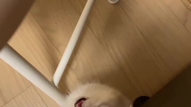 🖤💖😻💫🖇️Cat Lover 🖤💖😻💫🖇️