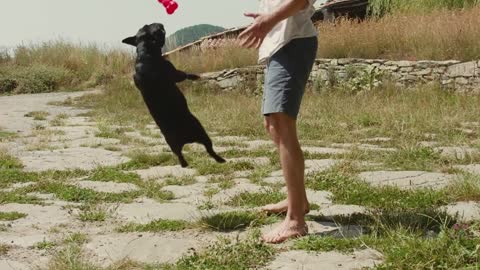 a dog plays with its owner