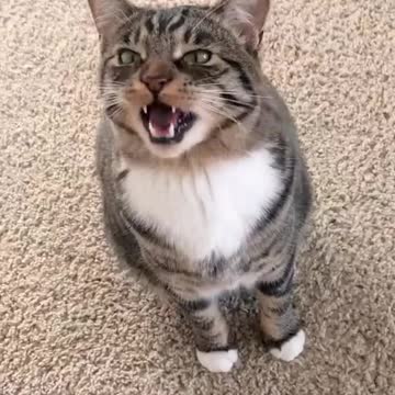 My Cat is Lip Syncing Super Cute and Adorable