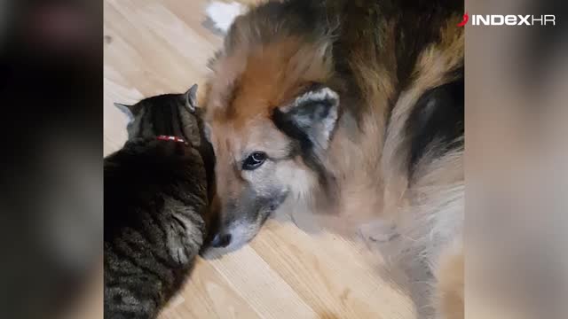 Ljubav između psa i mačke