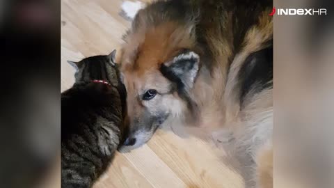 Ljubav između psa i mačke