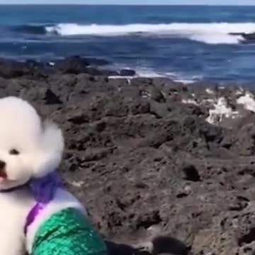 FUNNY DOGS AND FUNNY CATS ! HILARIOUS