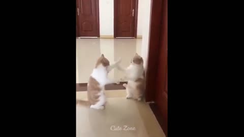 OMG So Cute _hearts_ Funny Cats and Dogs 2021