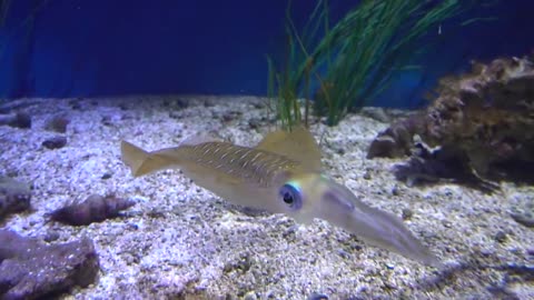 ♦Feedding Time for the Squid