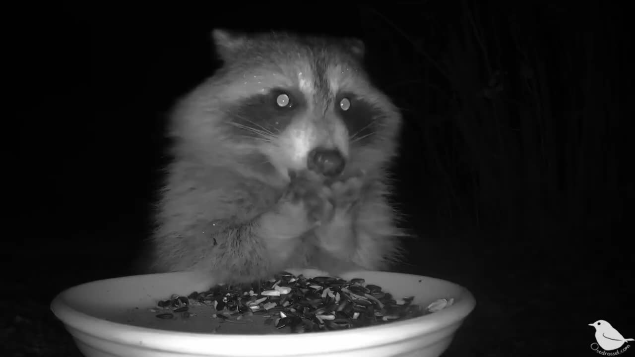 Raccoon Having Midnight Snack