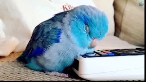 laughter, laughter with funny parrot videos