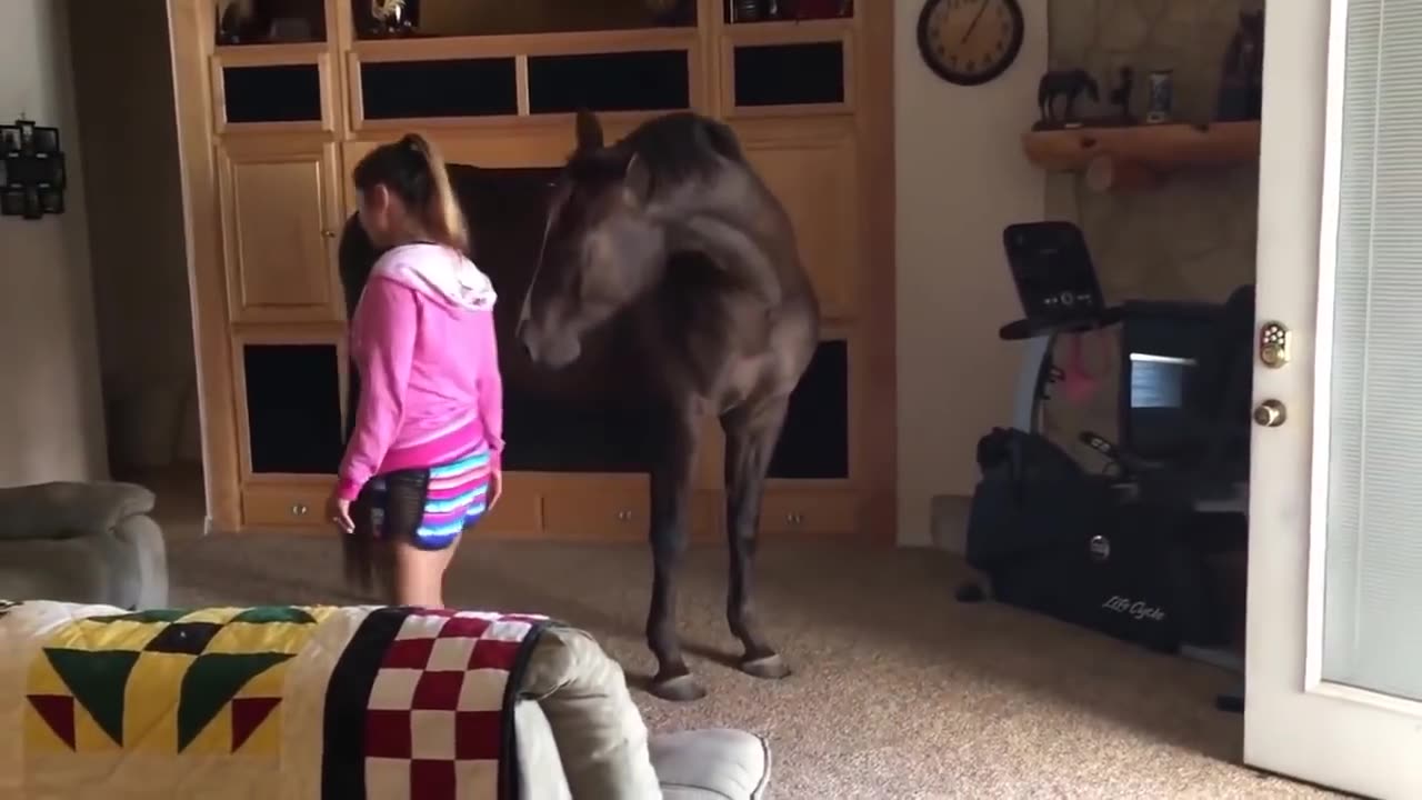 Horse Walks Inside House to Chill With Owner(720p)