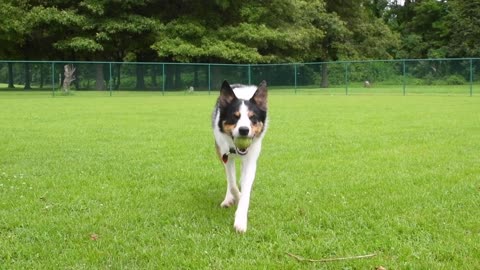 Dog's training session