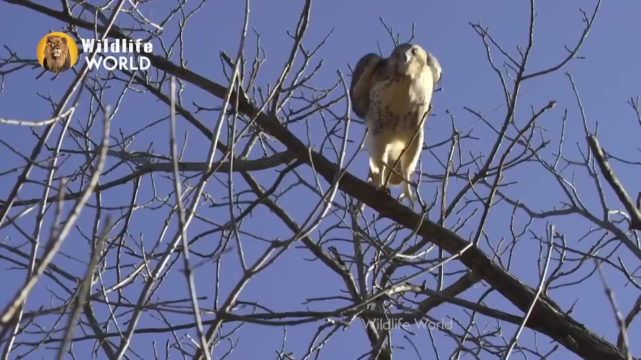 Eagles captures a Goat _ Amazing Raptors and Eagle Attacks _ Eagles vs Monkey, F.mp4