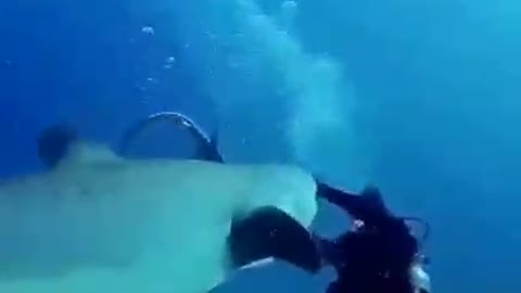 Diving with sharks almost gets out of hand