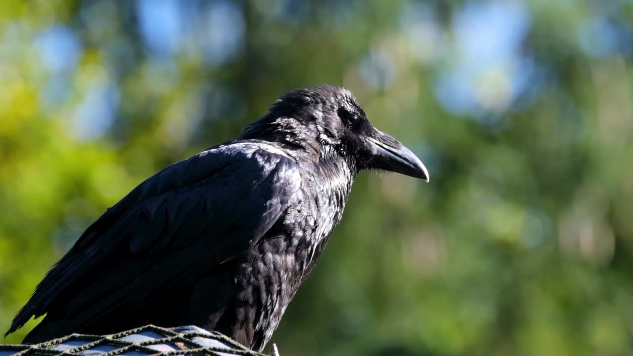 Cute bird and natural movement