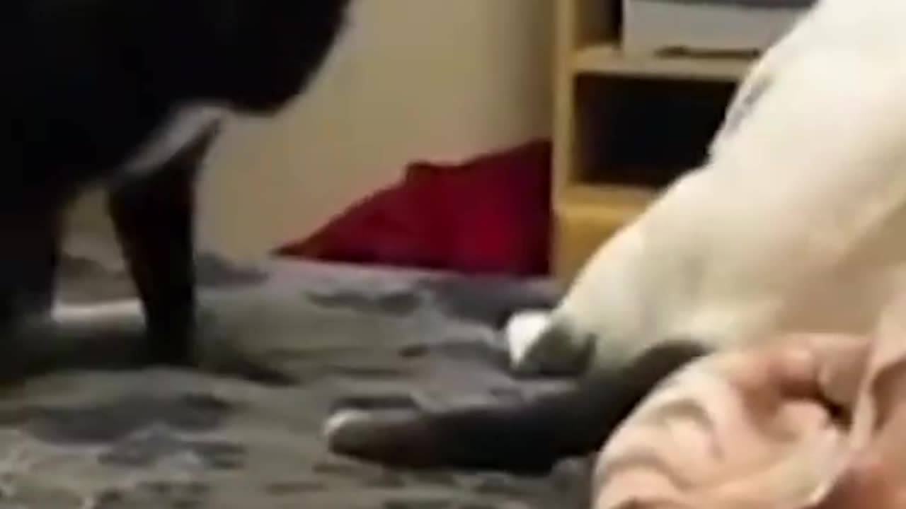 Funniest Cat And Dogs