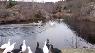 Muscovy Ducks Enjoying The Last The Autumn Days