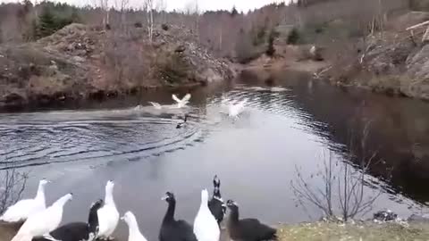 Muscovy Ducks Enjoying The Last The Autumn Days