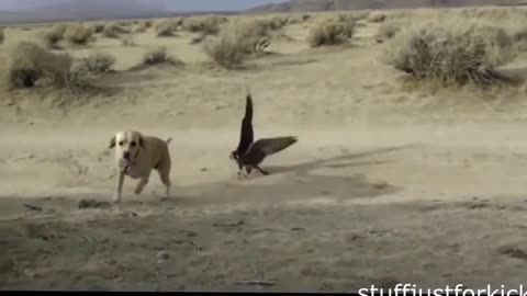 when great eagles attack incredible prey