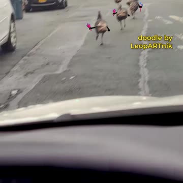 Weirdest Animals You Won’t Believe Exist